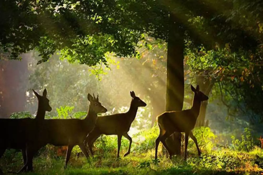 Wildlife