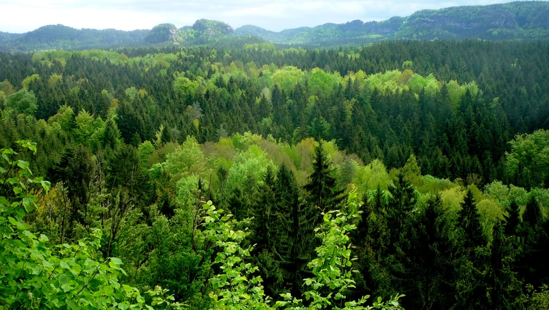 Forest