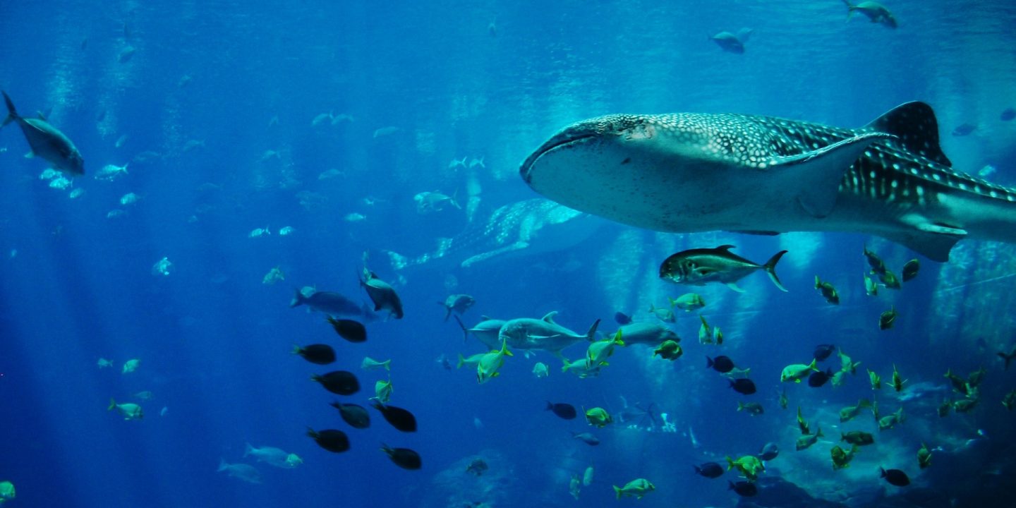 Marine life